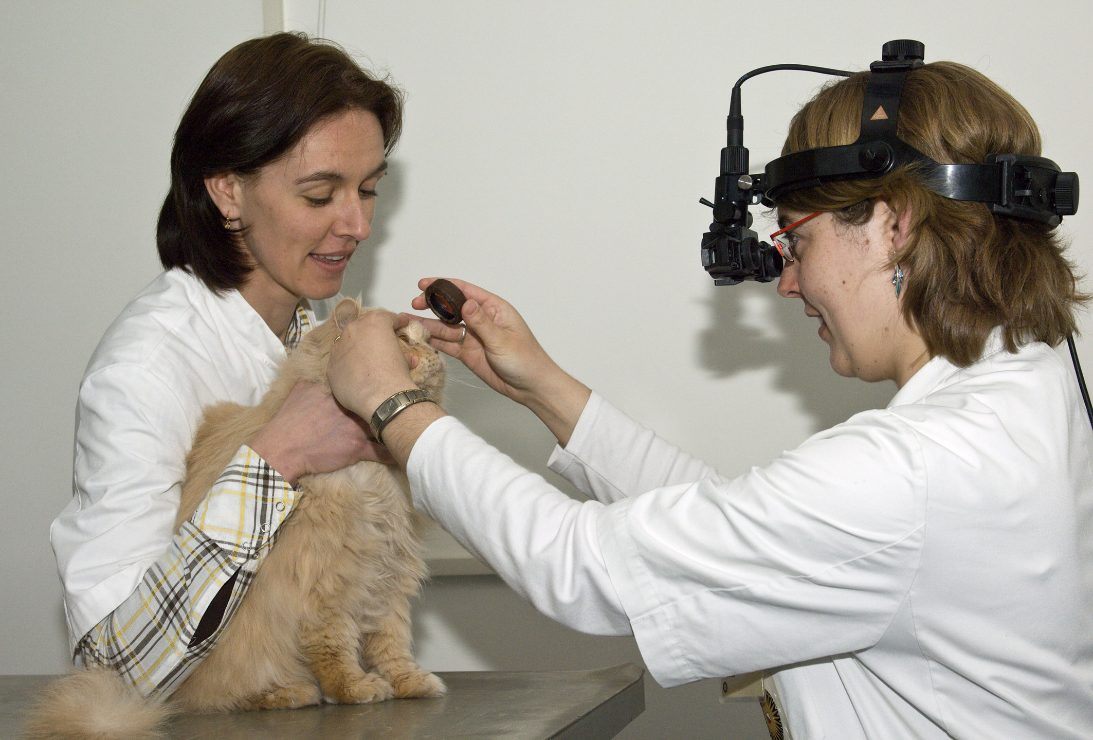 ECVO residents during ophthalmic examination courtesy University of Utrecht Veterinary Teaching Hospital for Small Animals jpg